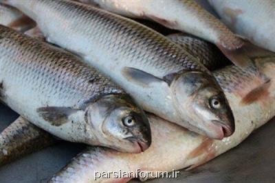 شناسایی چالشهای صنعت شیلات توسط کانون هماهنگی دانش و صنعت