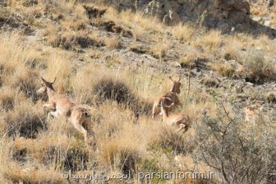 رایزنی محیط زیست با منابع طبیعی برای افزایش قرق های اختصاصی