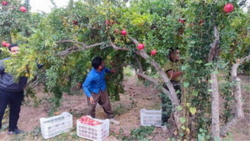 تلاش روستای محمودآباد برای تبدیل شدن به قطب انار کشور