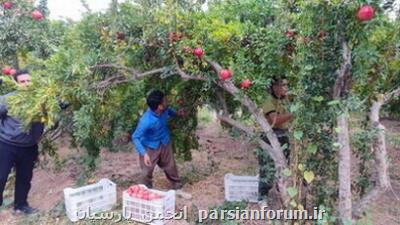 تلاش روستای محمودآباد برای تبدیل شدن به قطب انار کشور