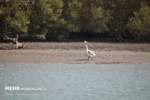 چهارمین همایش ملی توسعه سواحل مکران