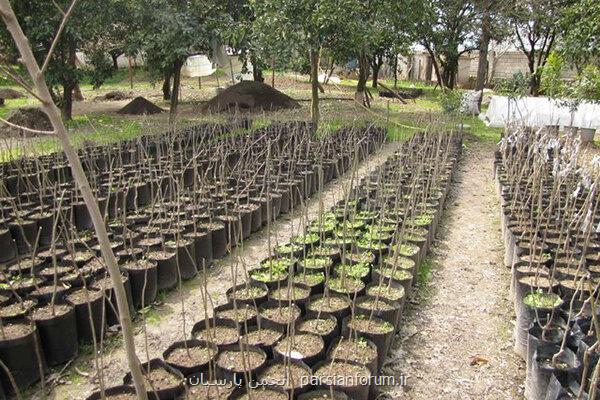 تولید ۵ میلیون اصله نهال در گیلان طی سال آینده