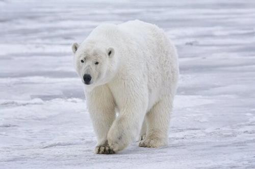 ساخت پارچه ای فوق سبک و عایق با الهام از خرس قطبی