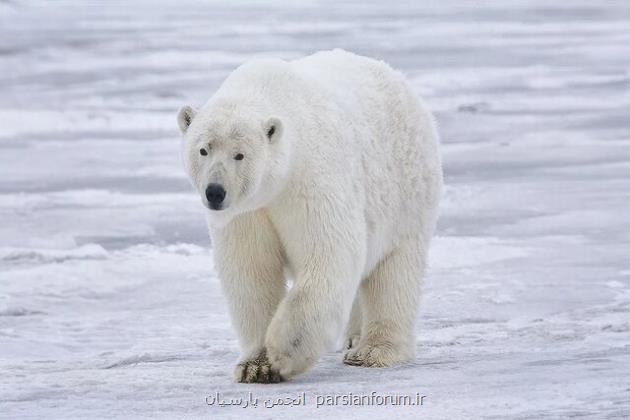 ساخت پارچه ای فوق سبک و عایق با الهام از خرس قطبی