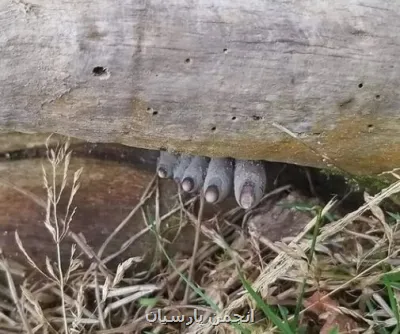 انگشتان مرده از تنه درخت بیرون زده اند!