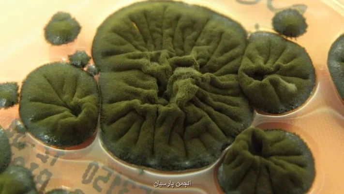 قارچ مرموز در تشعشعات هسته ای چرنوبیل زنده ماند