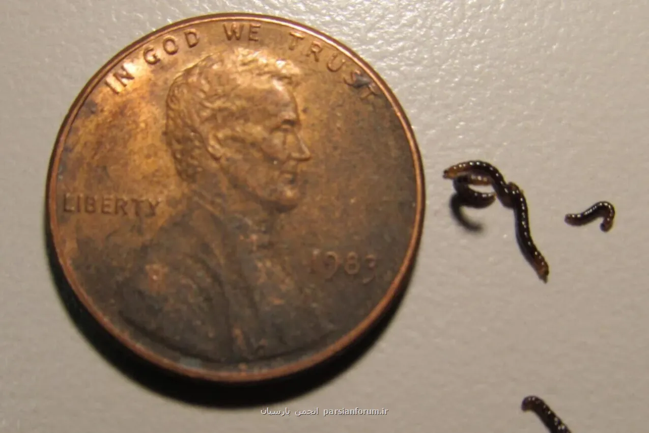 تنها حشره قطب جنوب پلاستیک می خورد