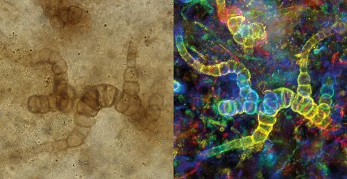 کشف باکتری 5 هزار ساله مقاوم به آنتی بیوتیک