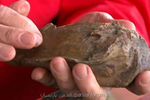 كشف دندان ماموت ماقبل تاریخ توسط یك سگ