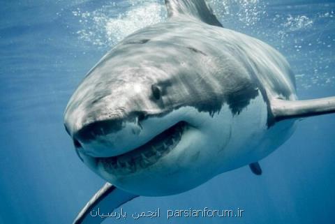 مقاومت كوسه ها در مقابل مسمومیت با جیوه، سرب و آرسنیك
