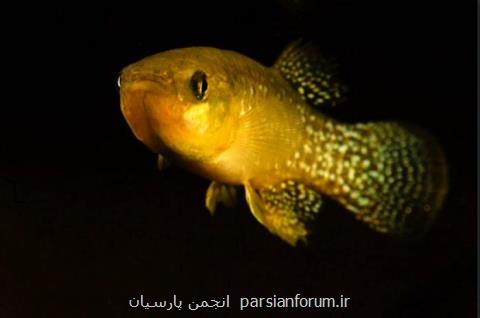این ماهی می تواند در آب های آلوده زندگی كند!