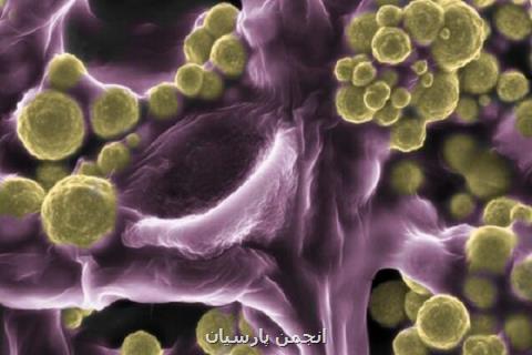 شناسایی قارچی كه منبع طلا است!