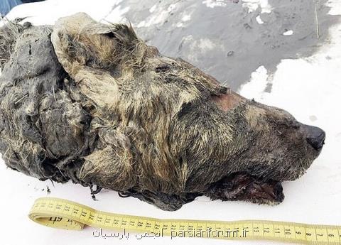 سر یك گرگ ۴۰ هزارساله در سیبری كشف شد