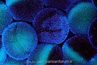 ترمیم ضایعات استخوانی با سلول های بنیادی توسط پژوهشگران كشور