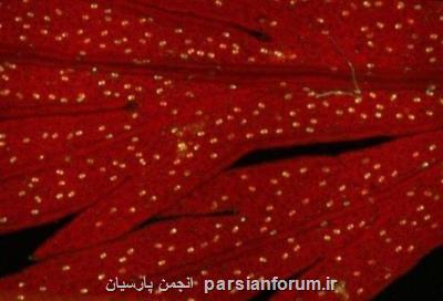 ارزیابی تنوع گیاه درمنه  در مناطق هیركانی ایران توسط محققان كشور