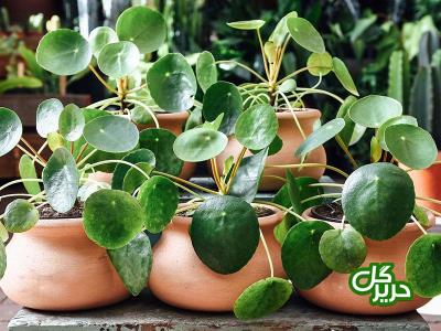 خوشگلاسیون منزل شما با گیاهان آپارتمانی