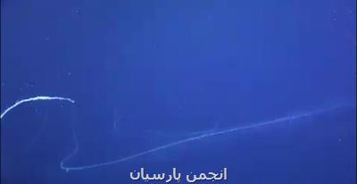 رصد موجودی عجیب شبیه مو در آب های استرالیا!
